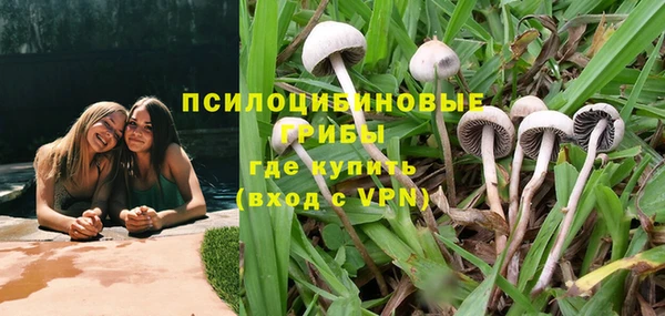 прущие грибы Михайловск